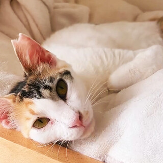 リリ約1歳♀福岡で保護されたベタ慣