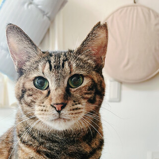 不思議な模様の猫♀ペコちゃん約2歳