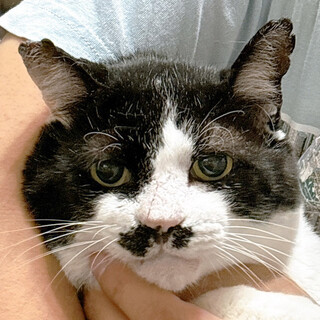 ケガを負っていた白黒猫♂しげる約8歳