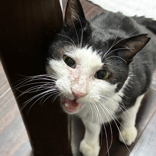 大きなハチワレ猫♂デブリン約6歳