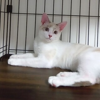 シャム系のきれいな男の子 推定7か月の雨くん