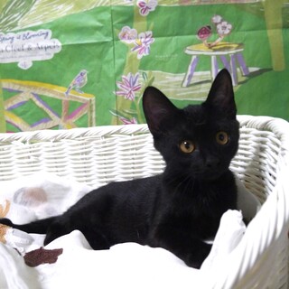 人懐こくて猫も好き　元気な女の子