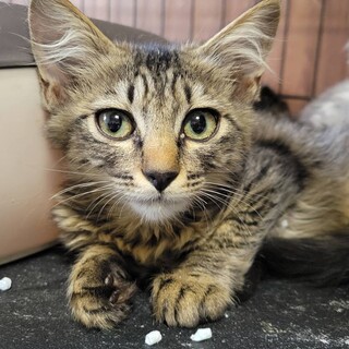 やや長毛、耳の毛が可愛らしいキジトラさん