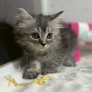 トライアル検討中！ふわふわべに ちゃん