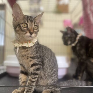 穏やかな優しい性格のキジトラ