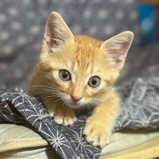 腕の中に飛び込む甘えん坊なとも くん