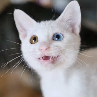 パルディエ♡家族ができました