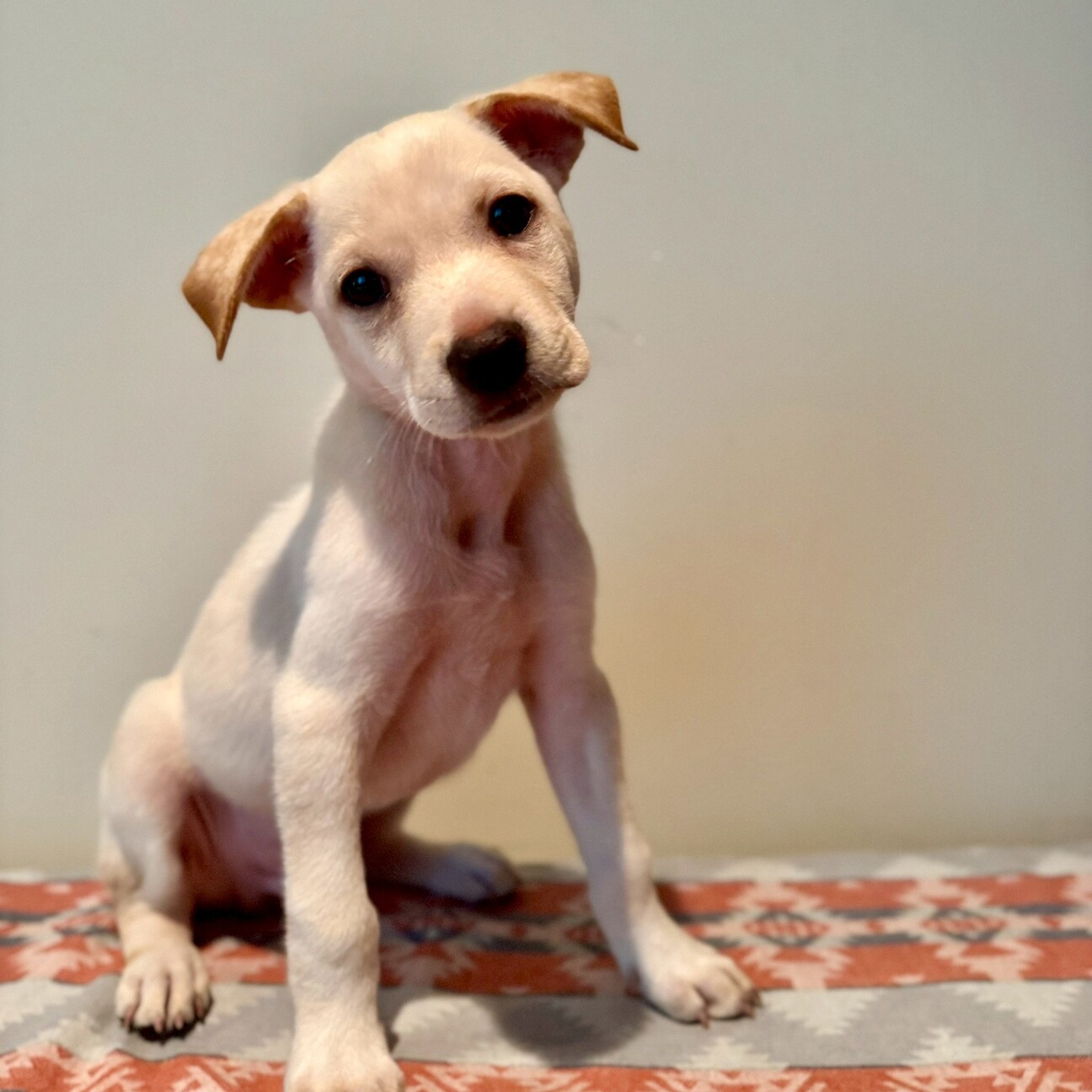 海を渡り、英国で百年以上座り続けた仔犬B正面！明治～大正期 平戸焼古伊万里九谷猫 隅から隅までよく見てほしい✨ 明治時代の英語教本がなんとも