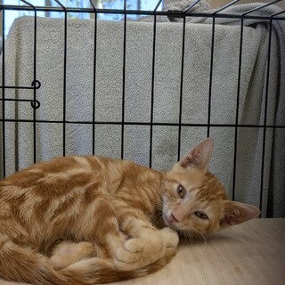 アメショ柄の茶トラの男の子