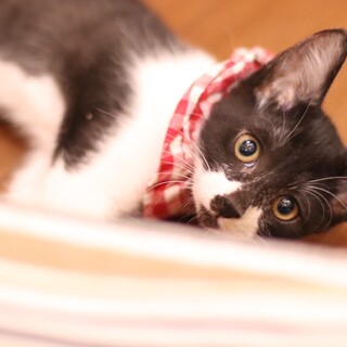 ちょびひげミンスちゃん