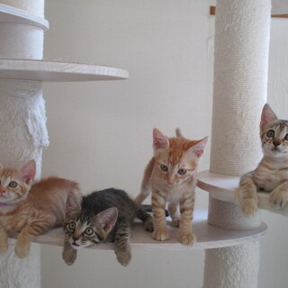 かわいいななつごの里親募集