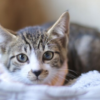 甘えん坊のワッフルくん！