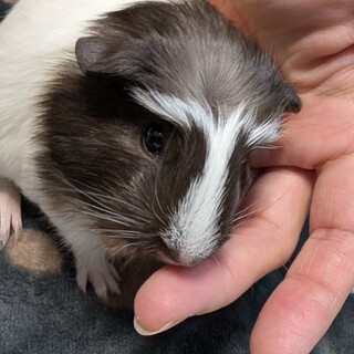 生後1ヶ月。真剣に探しています。