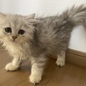 可愛いがって下さい