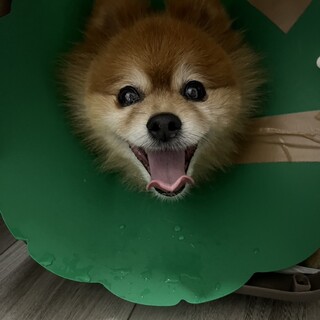 緊急 ずっとのおうちを探しています