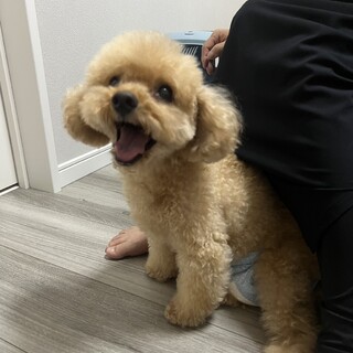 緊急 ずっとのおうちを探しています