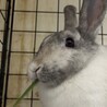 メス　マダラ模様の優しい子 サムネイル5