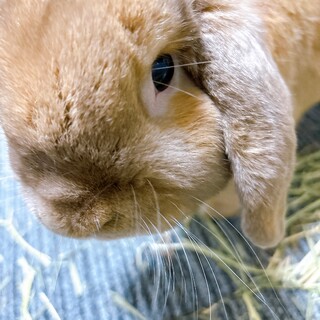 譲渡先決まりました