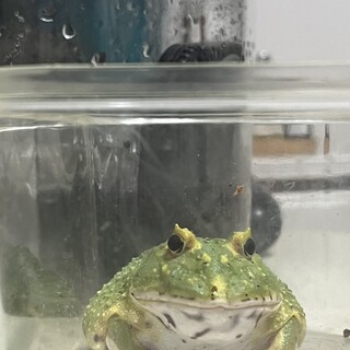 可愛がってあげてください！