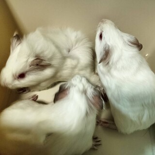 『プイせんせい様専用』 モルモット