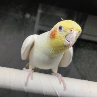 オカメインコのオス５歳