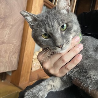 多頭飼育崩壊！猫の里親募集【そらまめ君】