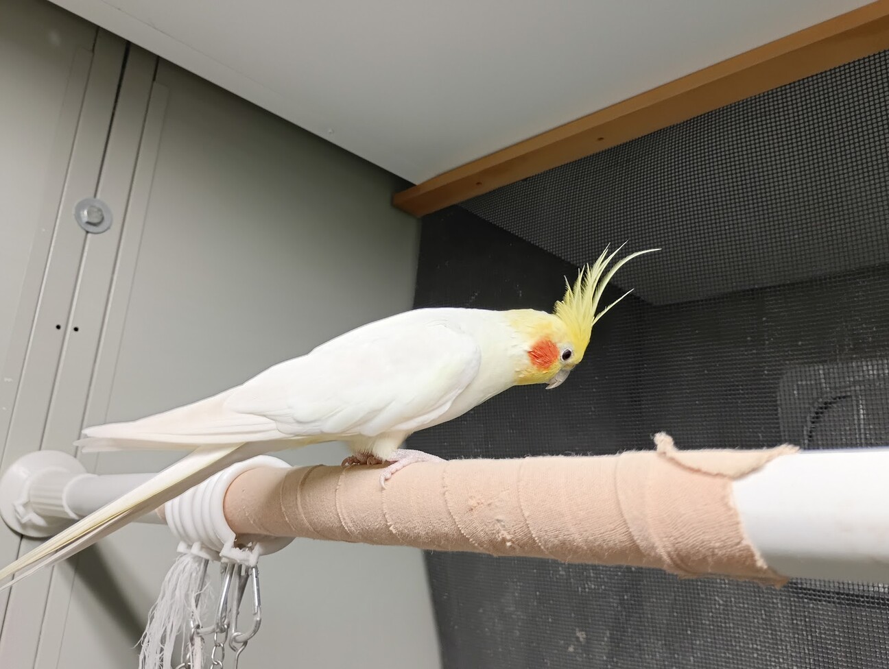 オカメインコ太郎様用 オカメインコ グレー 21 | HANSA