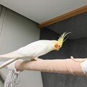 オカメインコのオス６歳