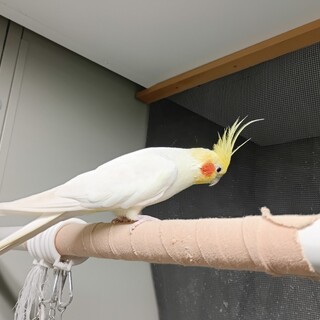 オカメインコのオス６歳