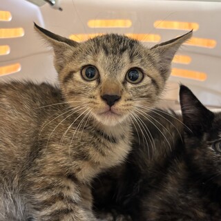 コムギ(旧ユリちゃん)