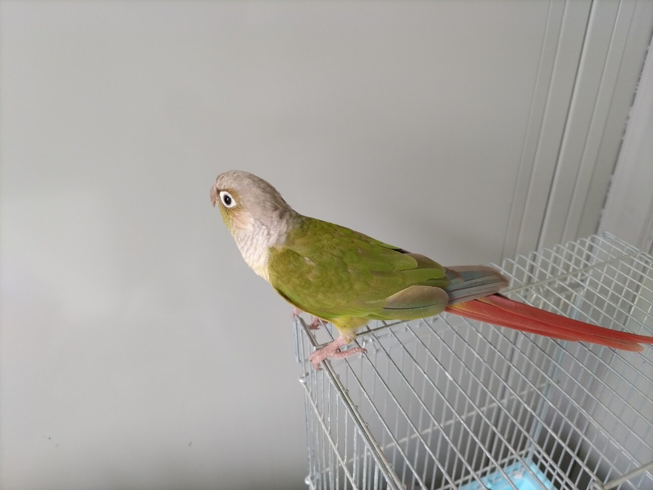 ウロコインコのオス6歳」茨城県 - 鳥の里親募集(524597) :: ペットの