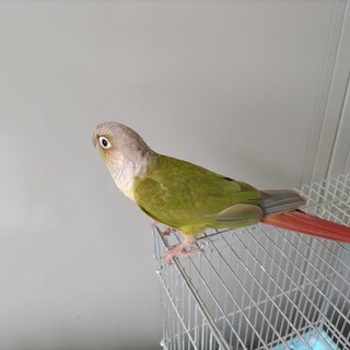 ウロコインコのオス６歳