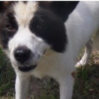 なつっこいボーダーコリーmixくん