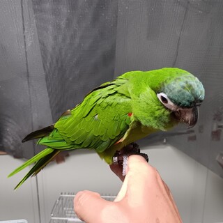 コミドリコンゴウインコのオス４歳