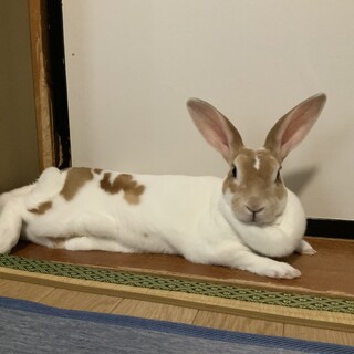 ミニレッキス　ブロークンオレンジ