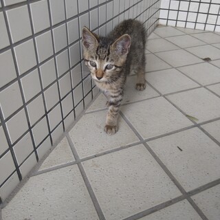 仲良し兄弟(=^・^=)