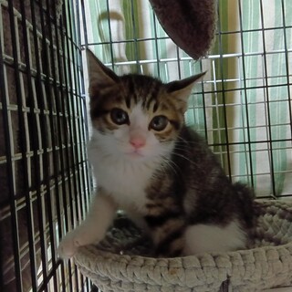 ダヤン似の男の子　人馴れがイマイチですがいいですか