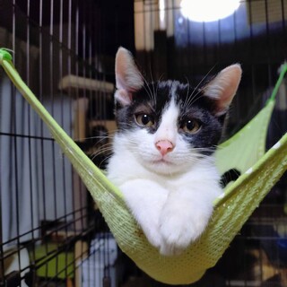 可愛い甘えん坊なおんなの子セレンちゃん