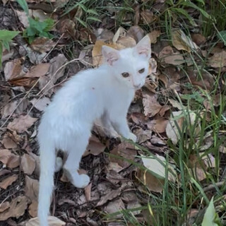 生後2ヶ月の人懐こい子猫✴︎健康チェック済