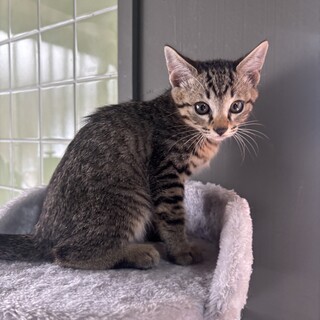 【兄弟譲渡】キジトラの男の子