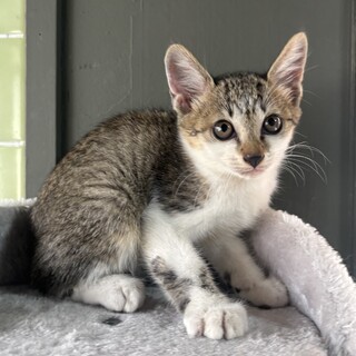 ミルクティーネコページ キャティーマン ねこちゃんの国産牛乳 200ml 離乳後~成猫高齢猫