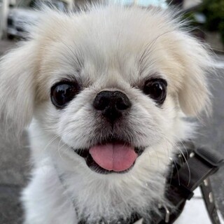 とっても甘えん坊さんのペキニーズの男の子