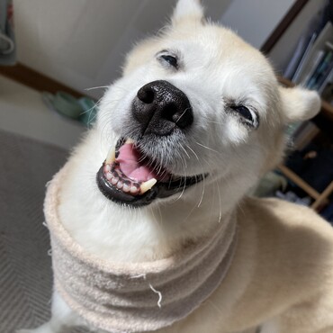 12歳になりました