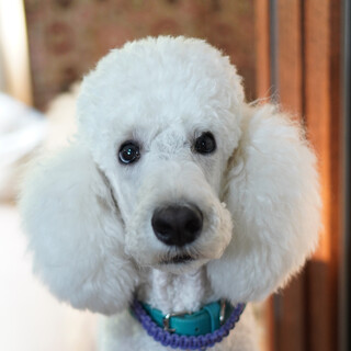 元気いっぱい＊スタンプーの男の子4歳