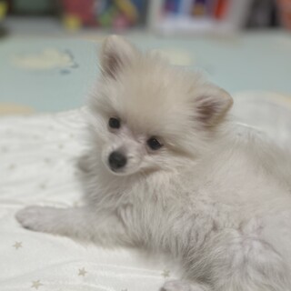 ポメラニアンの可愛い女子です。