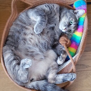 目力強目の美にゃんさん！