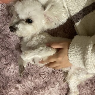 ずっと飼ってくれる方募集しています！