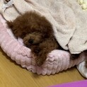 トイプードル