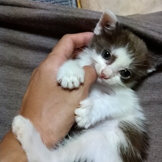 チッチです!!元気な男の子♂