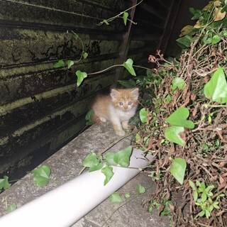 生後約2ヶ月 ご飯食べるよく寝るトイレもできる子！